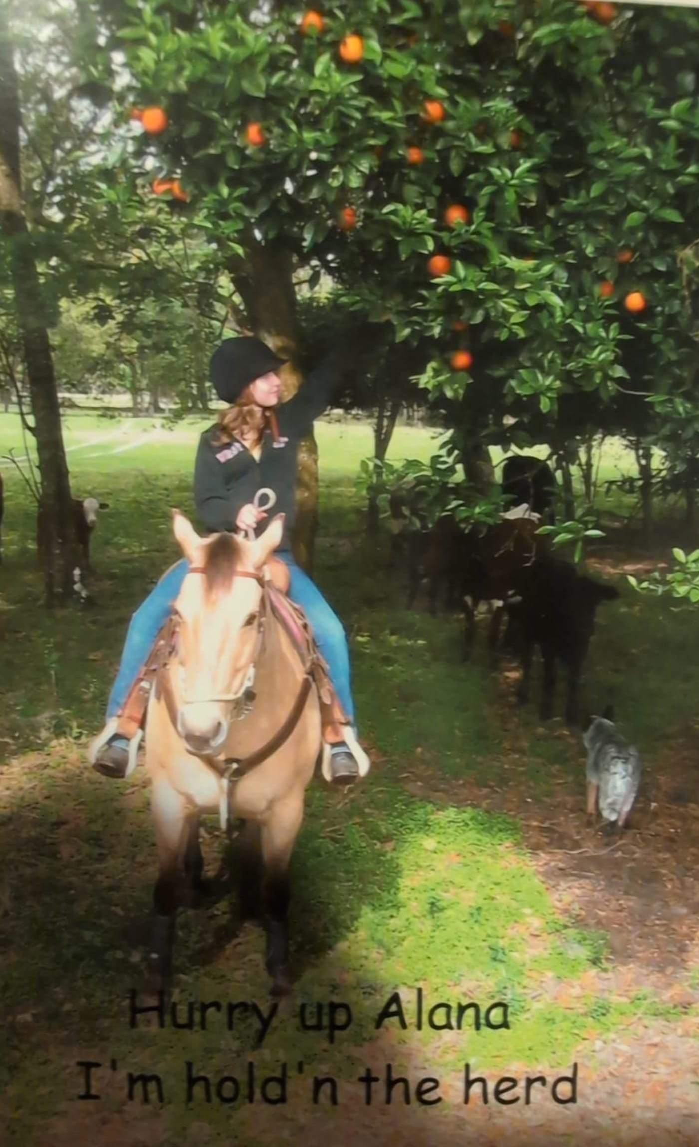 Sierra carrying a rider through an orange grove, holding a herd of cattle