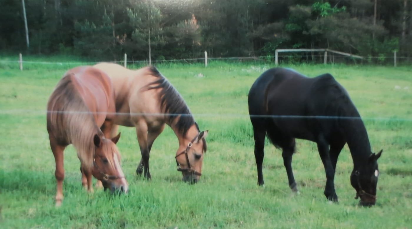 Sierra grazing in the pasture beside two other horses