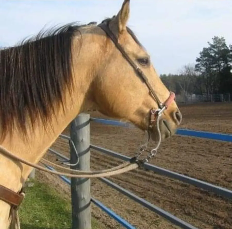 Sierra, a buckskin mare, on her legacy page